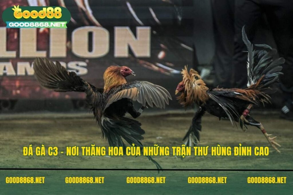 Đá gà C3 - Nơi thăng hoa của những trận thư hùng đỉnh cao