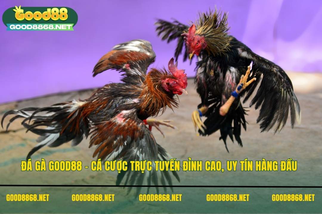 Đá gà Good88 là nền tảng cá cược trực tuyến đỉnh cao, uy tín hàng đầu