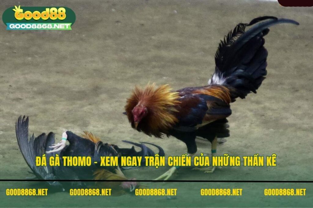 Đá gà Thomo - Xem ngay trận chiến của những thần kê