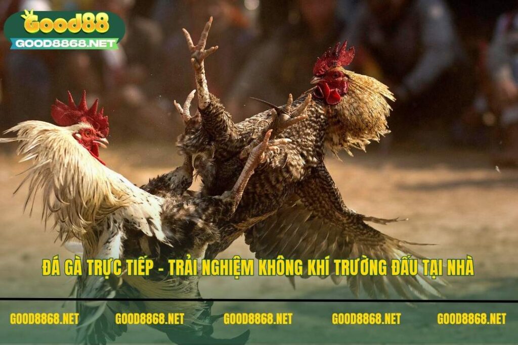 Đá gà trực tiếp - Trải nghiệm không khí trường đấu tại nhà