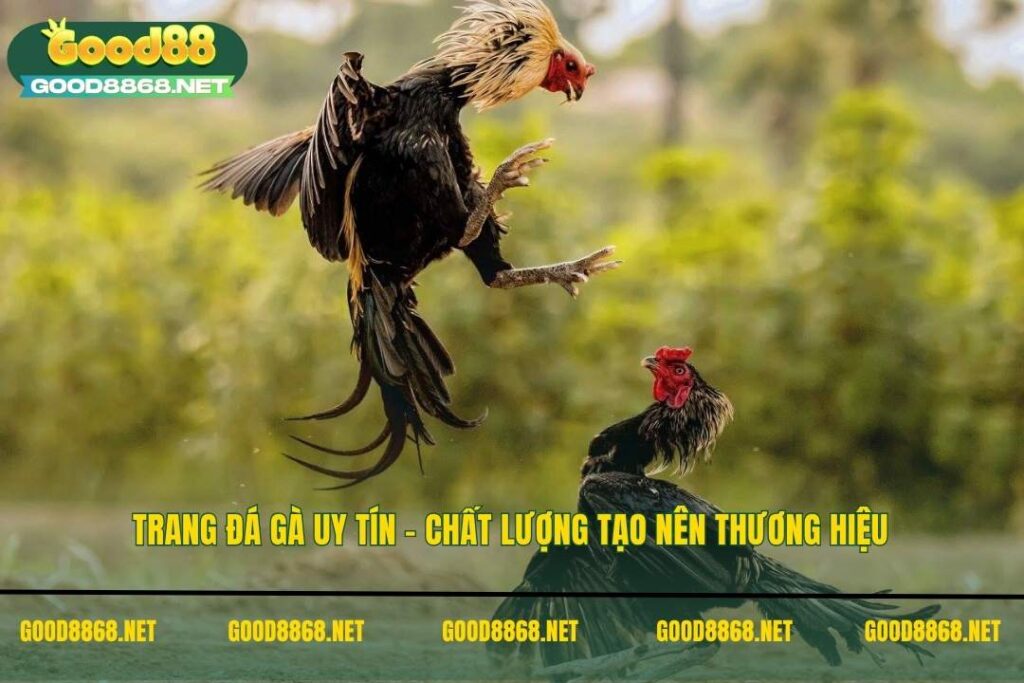 Trang đá gà uy tín - Chất lượng tạo nên thương hiệu