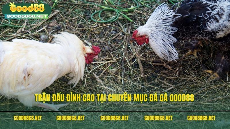 Trận đấu đỉnh cao tại chuyên mục đá gà Good88
