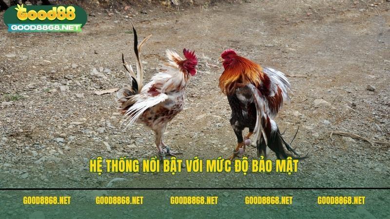Hệ thống đá gà Good88 nổi bật với mức độ bảo mật