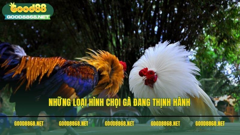 Những loại hình chọi gà, đá gà trực tiếp đang thịnh hành