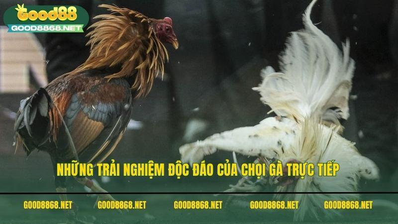 Những trải nghiệm độc đáo của hai chiến kê đá gà trực tiếp