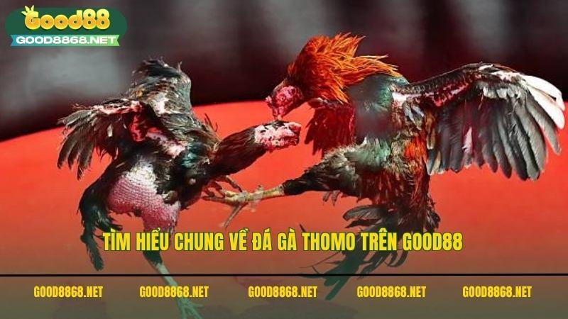 Đá gà Thomo - Xem ngay trận chiến của những thần kê 2 Tìm hiểu chung về đá gà Thomo trên Good88