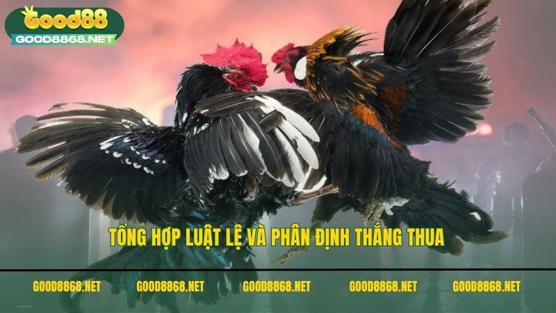 Đá gà Thomo - Xem ngay trận chiến của những thần kê 3 Tổng hợp luật lệ và phân định thắng thua trong các ván đá gà Thomo