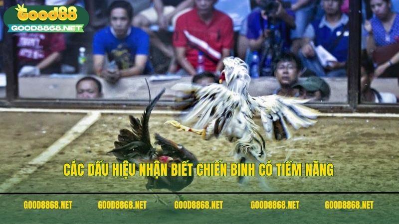 Các dấu hiệu nhận biết chiến binh có tiềm năng khi đặt cược đá gà C3